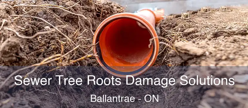 Sewer Tree Roots Damage Solutions Ballantrae - ON